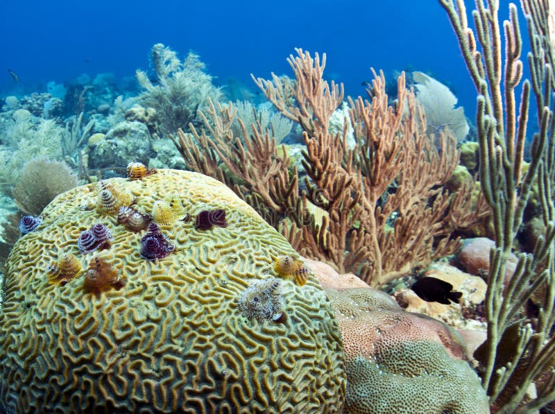 Christmas tree worms