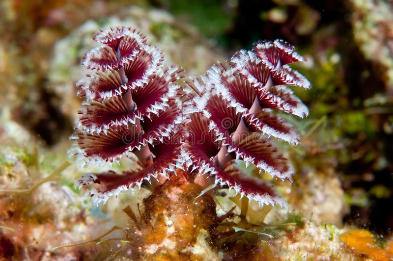 Christmas Tree worms