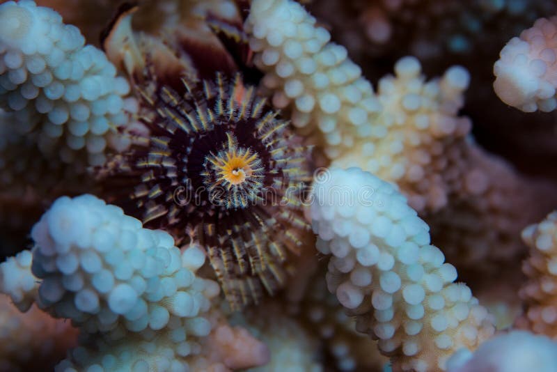 Christmas tree worms stock image. Image of colorful, organism 54873461
