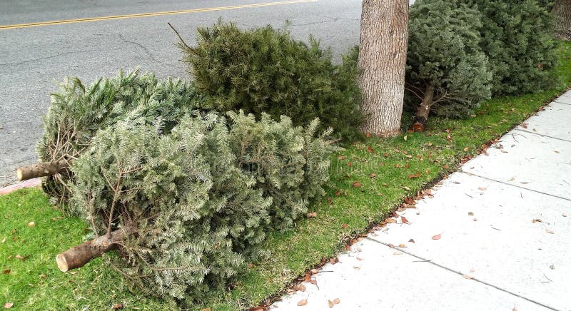 Christmas trees abandoned as trash on the sidewalk.