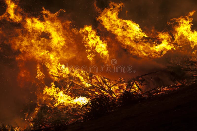 Christmas Trees Burn in the Open Air Stock Photo Image of firewood