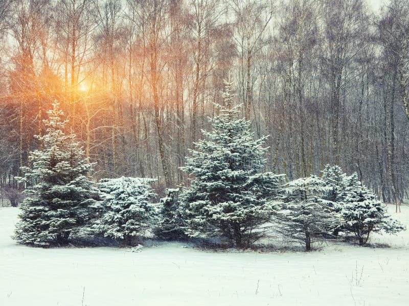 Christmas Trees Covered With Snow In The City Park Stock Image Image