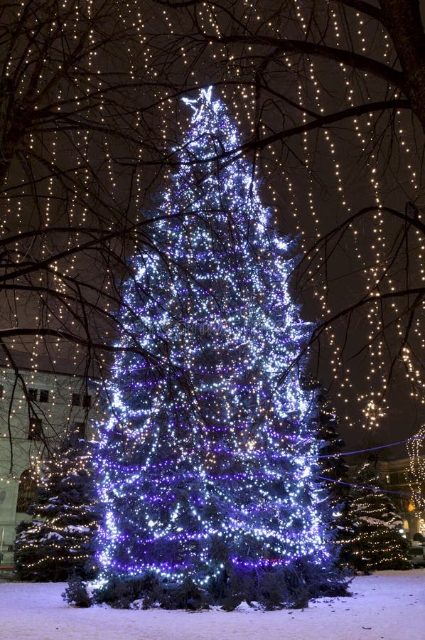 Christmas Trees Illuminated at Rice Park Stock Image - Image of blue ...