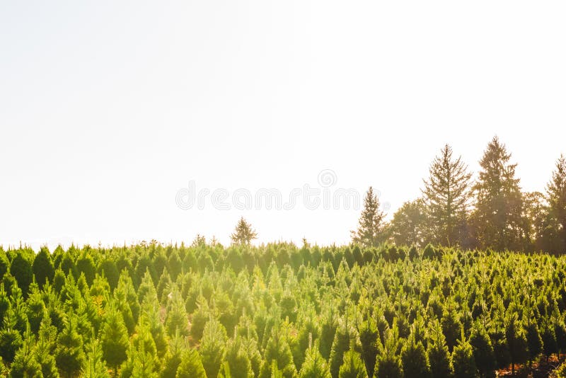 Christmas trees on the red ground in the farm ,country side.