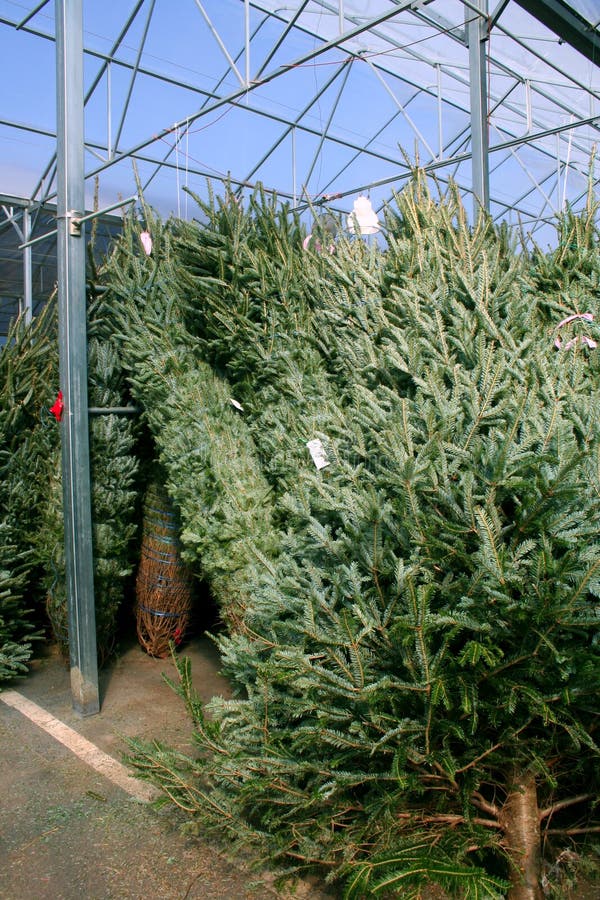 Christmas Trees stock image. Image of trees, sale, city 47961419