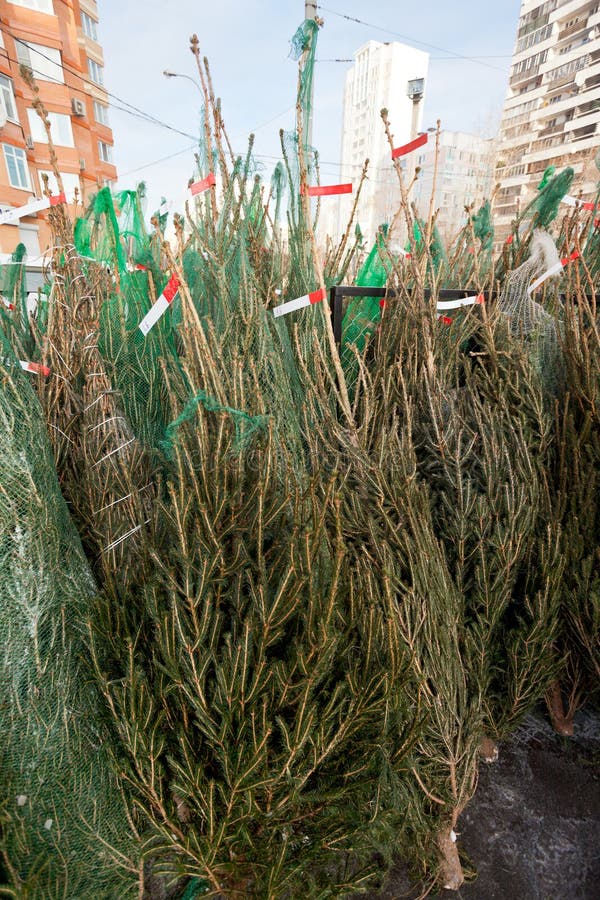Christmas Urban Firtree Market Stock Photo Image of trade, house