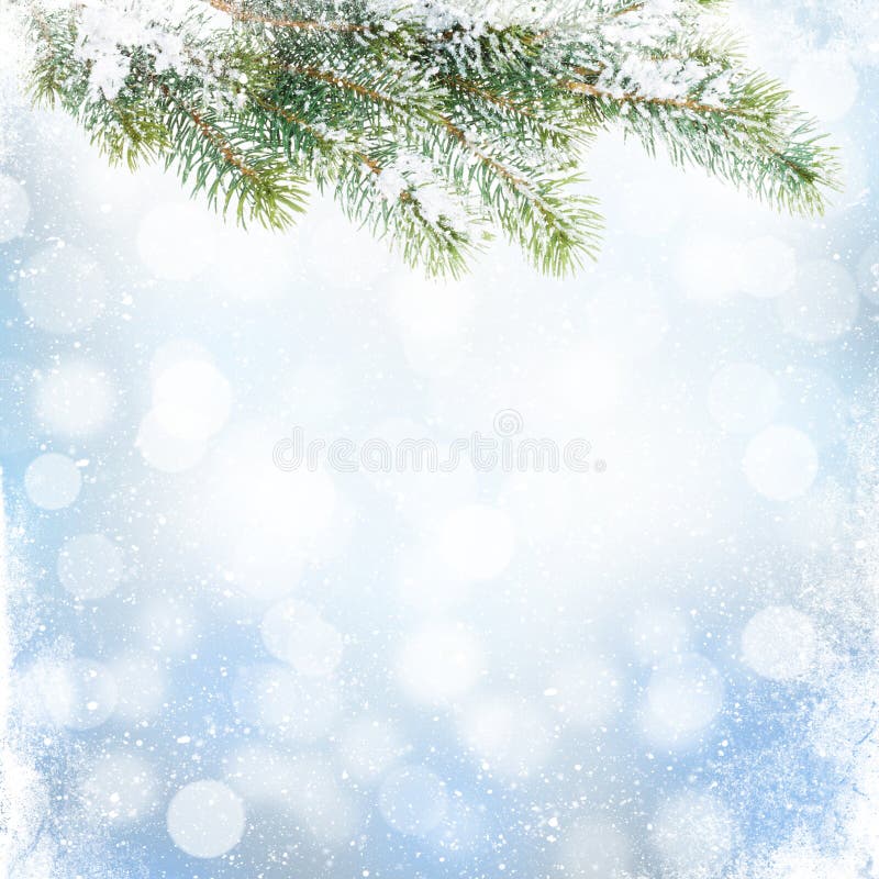 Christmas winter background with snow fir tree