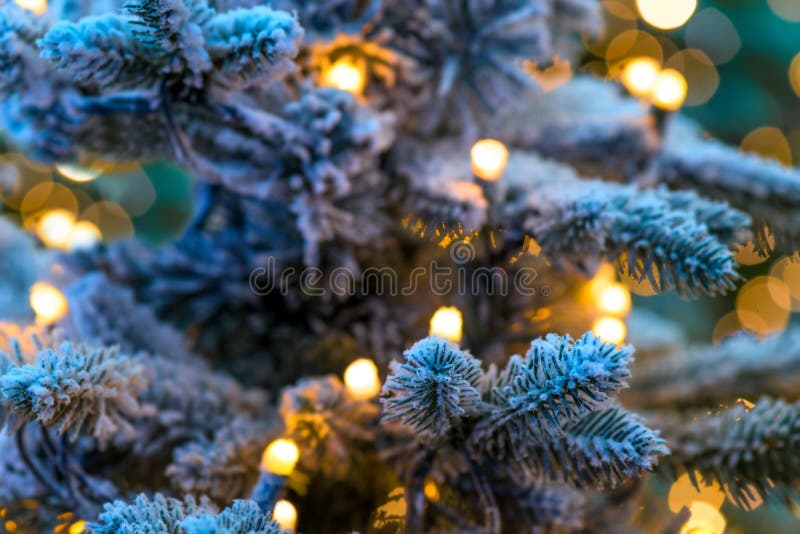 Christmas winter green tree close-up