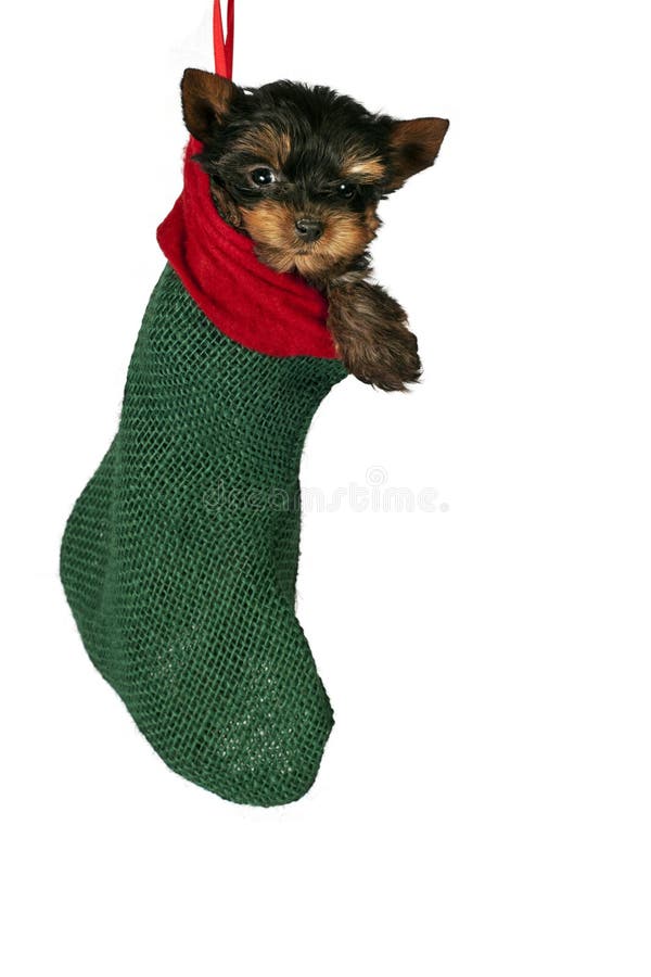 Christmas Yorkshire terrier puppy