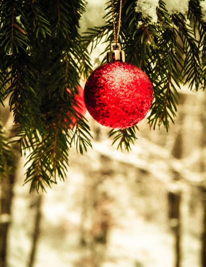 Christmass balls on tree twig. Christmas time. Christmass ball on tree twig. Christmas time. Copy space stock images Christmass balls on tree twig. Christmas time. Christmass ball on tree twig. Christmas time. Copy space stock images