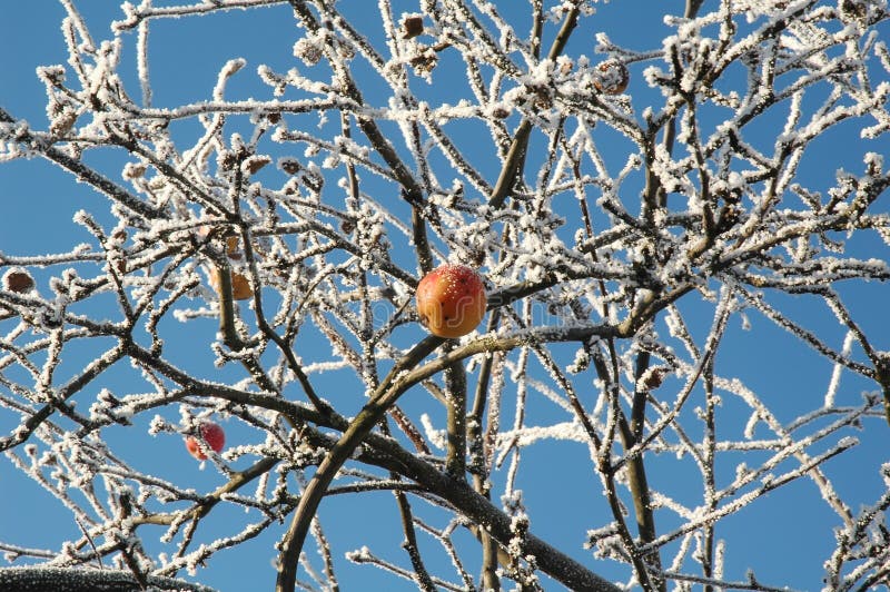 The Christmas’s apple.