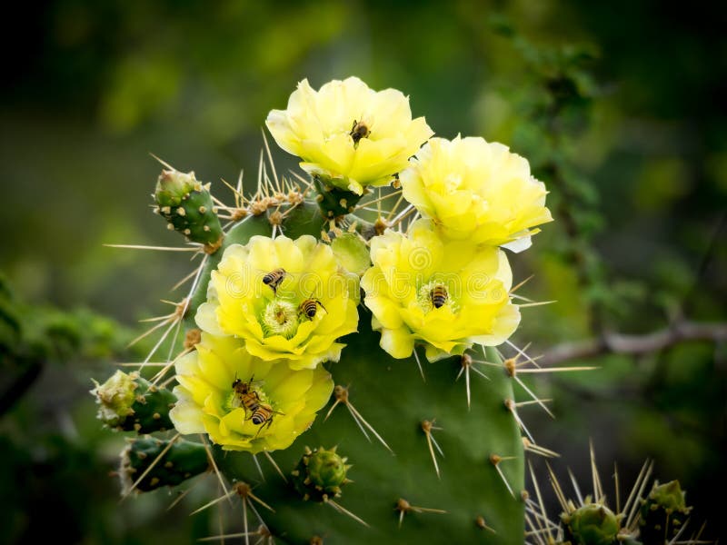 Christoffel National Park stock afbeelding