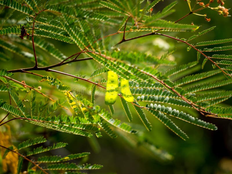 Christoffel National Park stock foto's