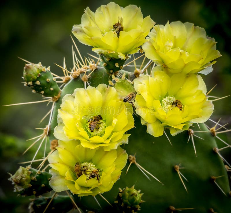 Christoffel National Park royalty-vrije stock afbeeldingen