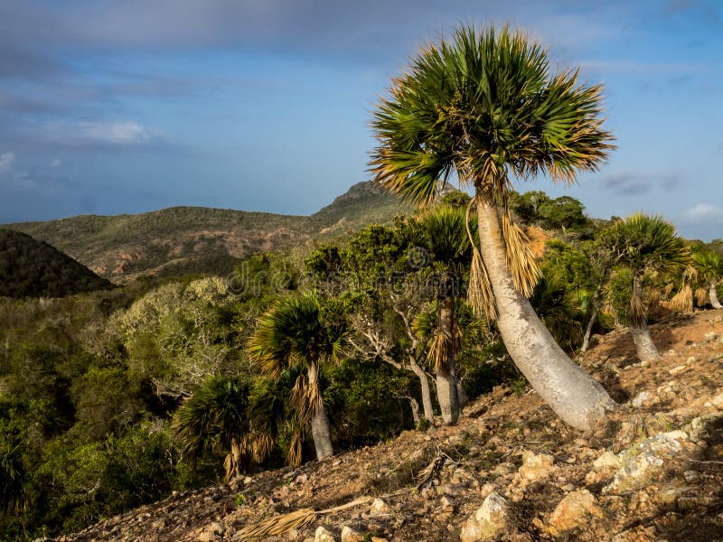 Christoffel National Park - palmbomen royalty-vrije stock foto's