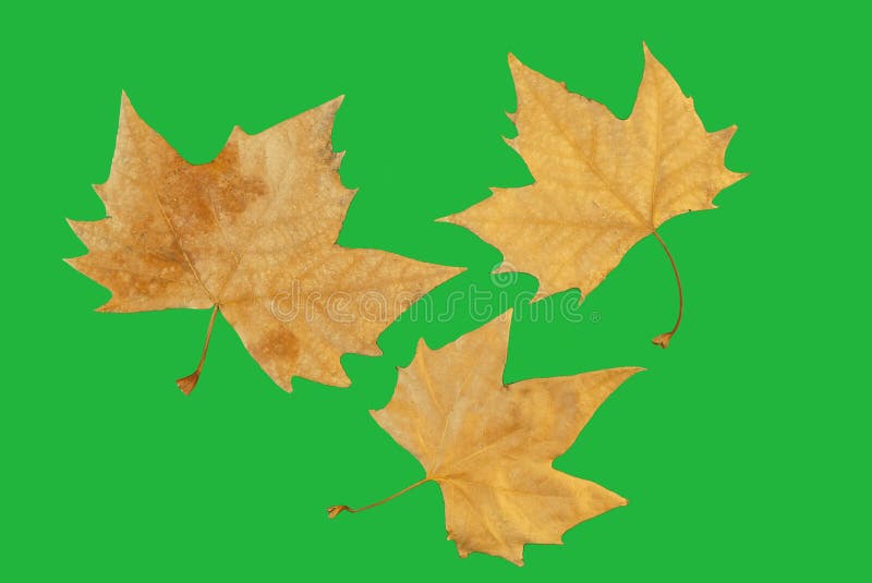 Chromakey di tre foglie di autunno dell'albero immagine stock Chromakey di tre foglie di autunno dell'albero immagine stock