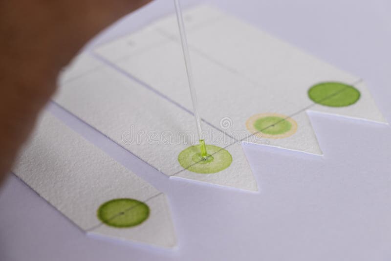 Chromatography is Used To Separate Components of a Plant. Stock Photo