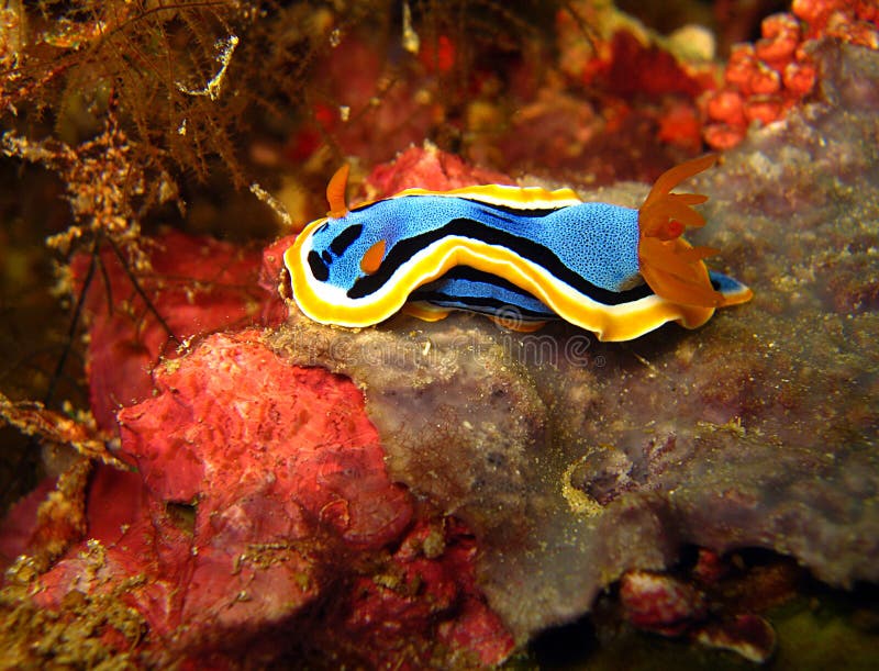 Chromodoris Annae