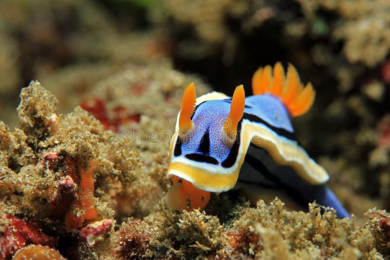 Chromodoris Annae