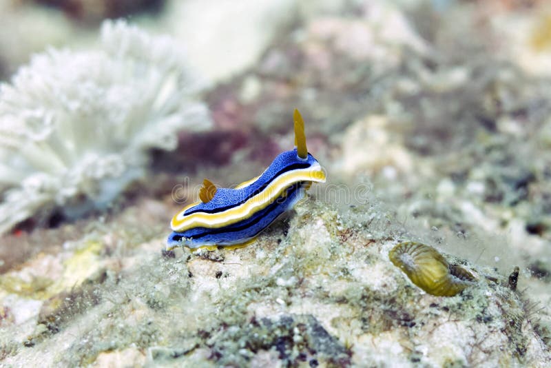 Colorful Blue and Yellow Nudibranch Sea Slug - Chromodoris Annae