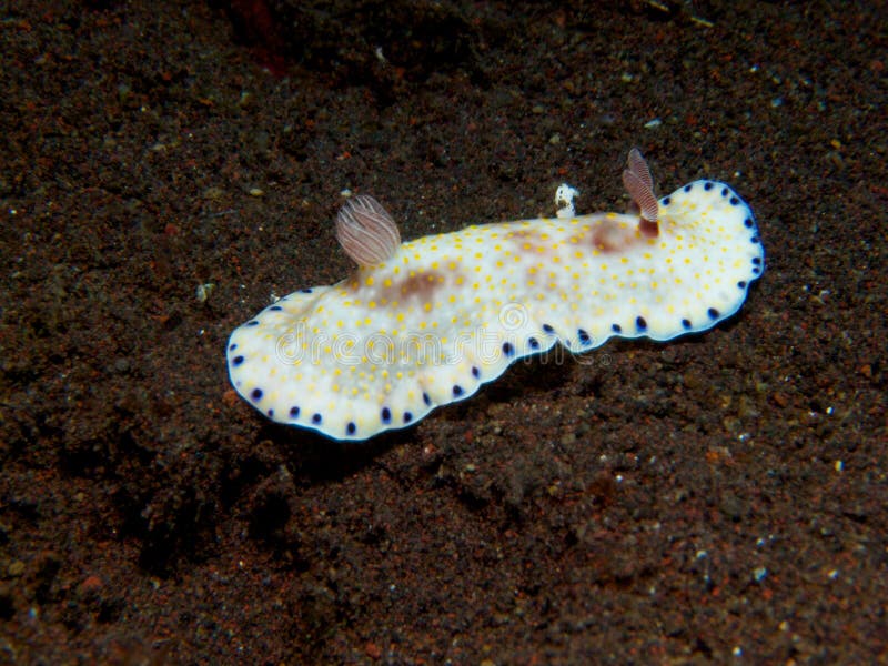 Chromodoris aureopurpurea Nudibranch 01