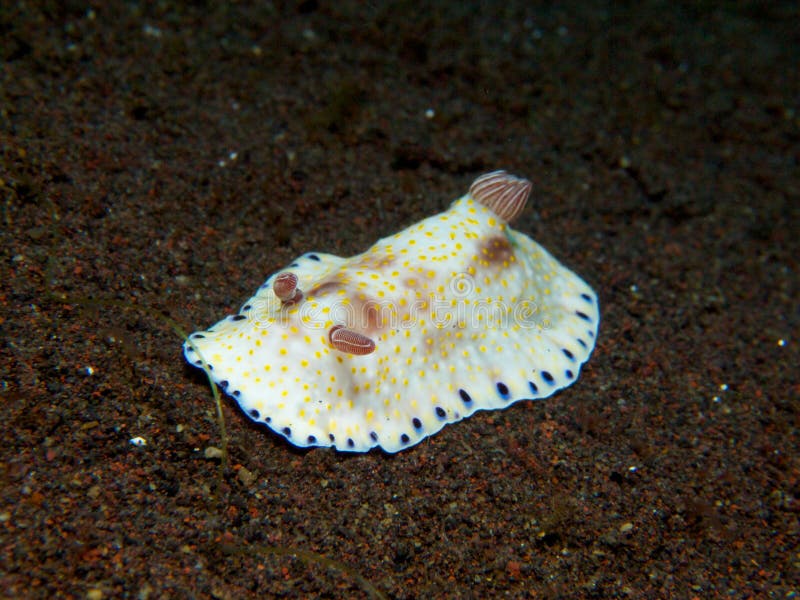 Chromodoris aureopurpurea Nudibranch 02