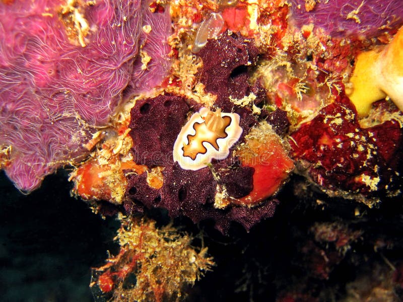 Chromodoris coi