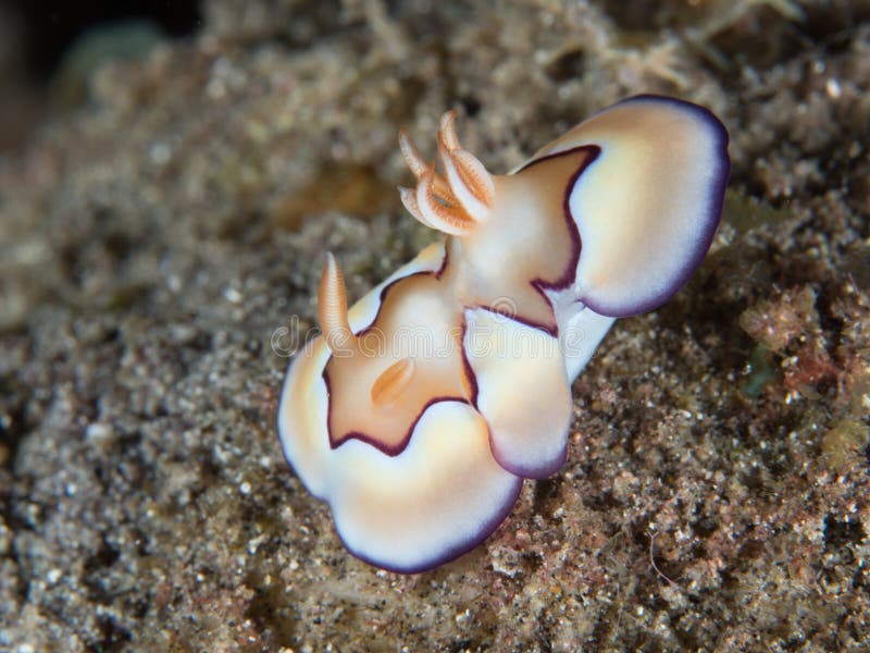 Chromodoris coi nudibranch