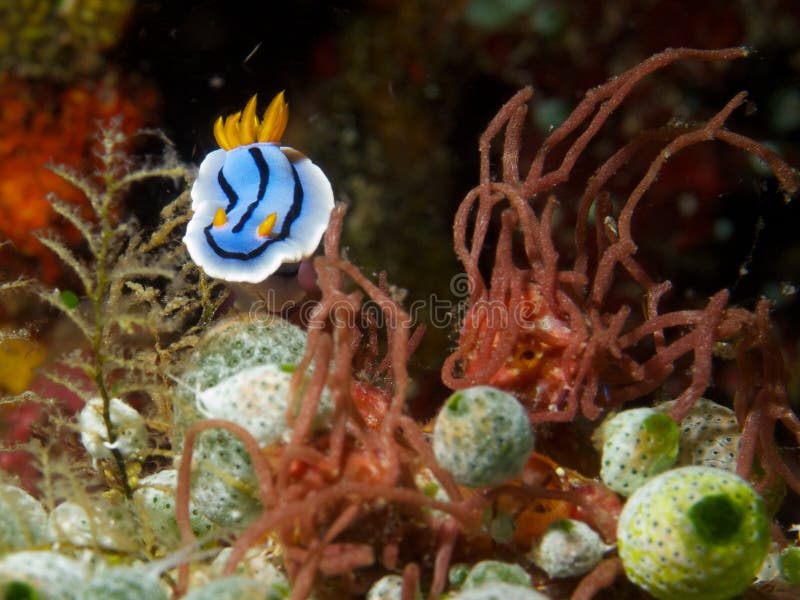 Chromodoris elisabethina