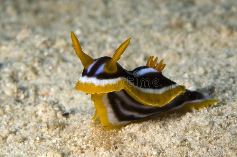 Chromodoris quadricolor