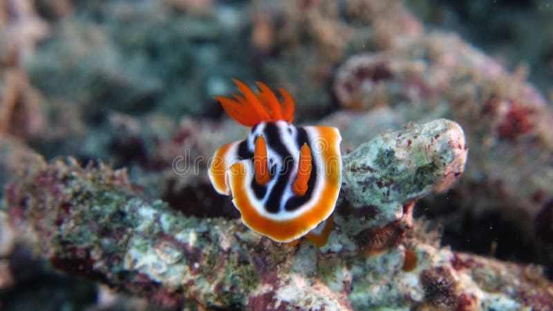 Chromodoris quadricolor or Four Colored Chromodoris