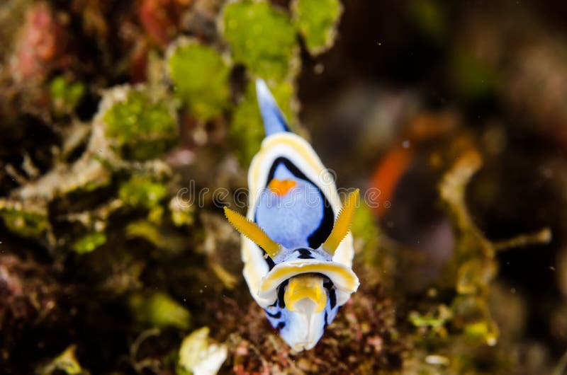 Chromodorisannae van vrij duiken lembeh Indonesië nudibranch onderwater royalty-vrije stock foto's Chromodorisannae van vrij duiken lembeh Indonesië nudibranch onderwater royalty-vrije stock foto's