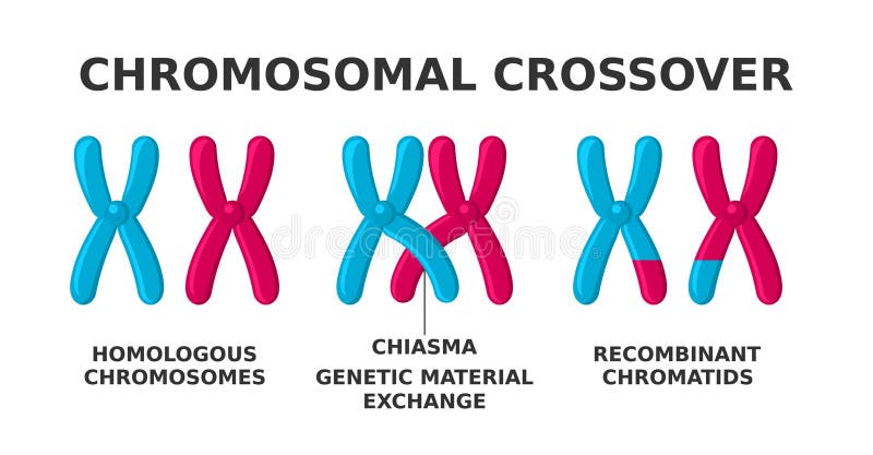 chromatids-accounts-stock-illustrations-1-chromatids-accounts-stock
