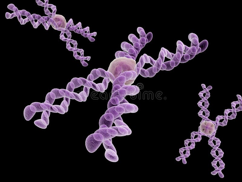 Chromosome 3d
