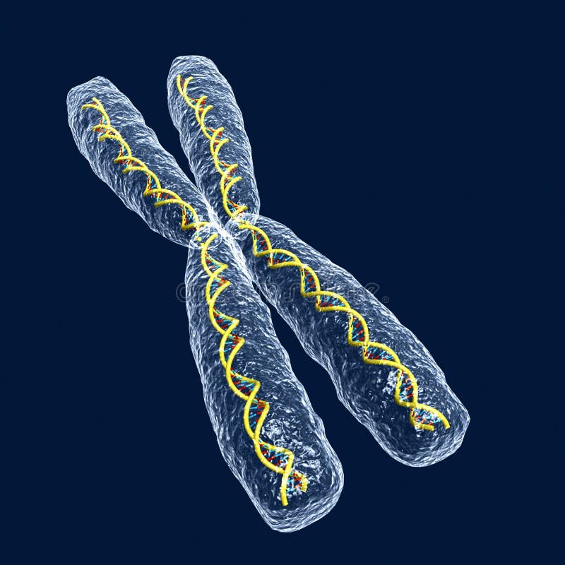 Chromosome illustration libre de droits