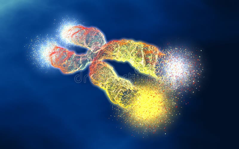 Chromosome avec télomères raccourcis, illustration 3D