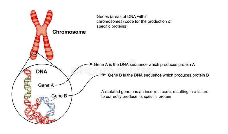 Chromosome et ADN