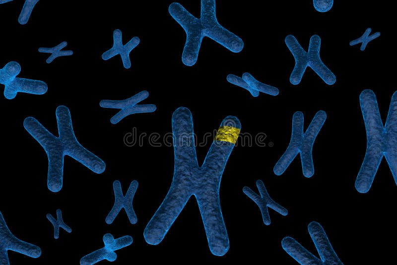 Chromosome marqué