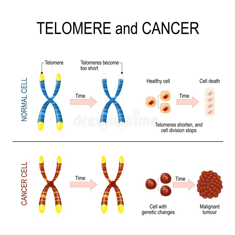 Chromosome and telomere for healthy and cancerous cells