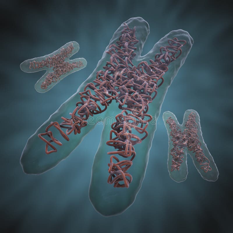 Trojrozměrný ilustrace z tři chromozomy.