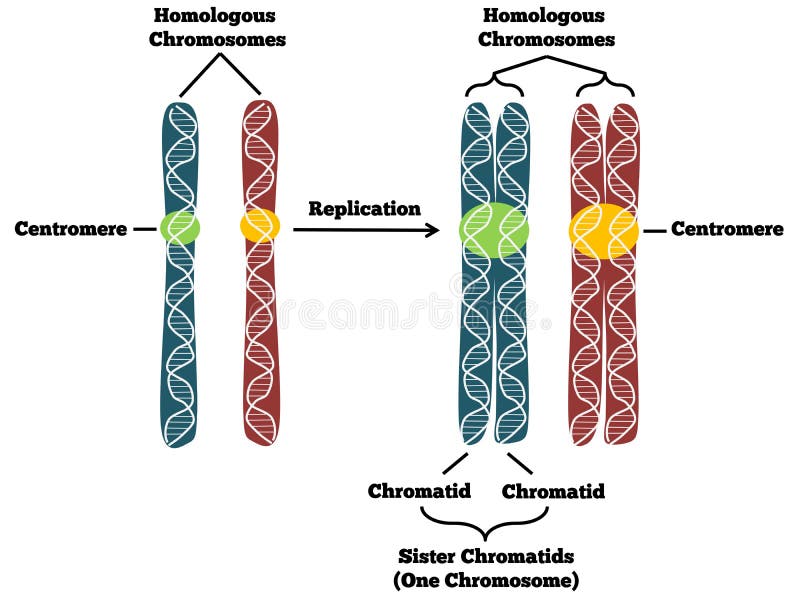 Ilustraciones explica qué cromosoma es un antes después.