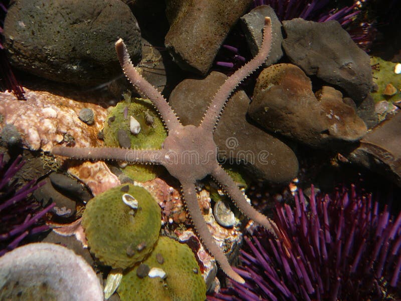 Esmark's brittle star in a clear pool with green anemones and purple urchins. Esmark's brittle star in a clear pool with green anemones and purple urchins