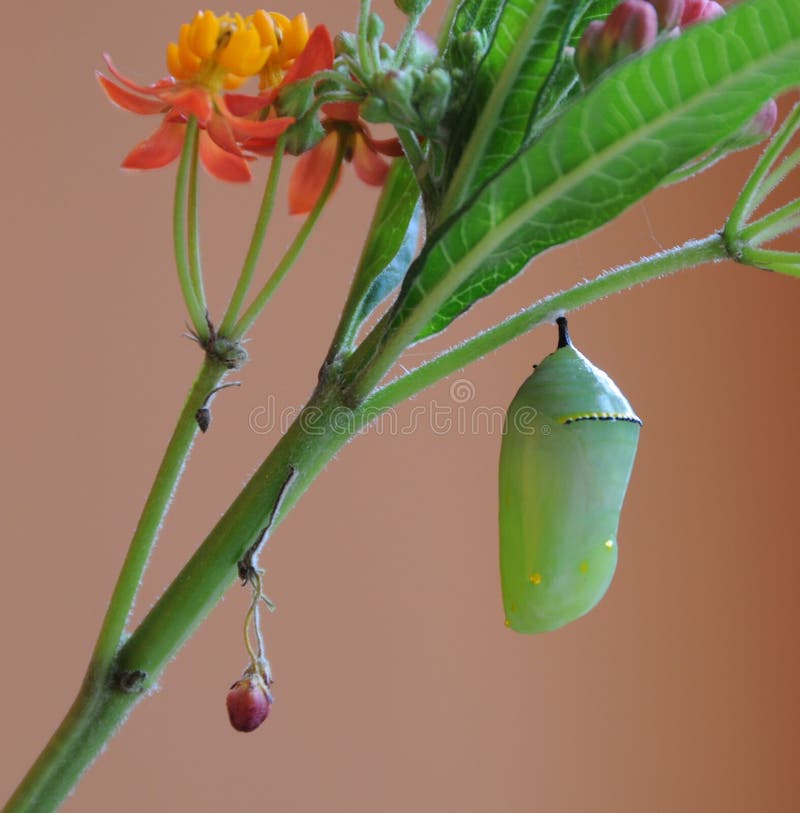 Chrysalide de guindineau de monarque et centrale de milkweed image stock Chrysalide de guindineau de monarque et centrale de milkweed image stock