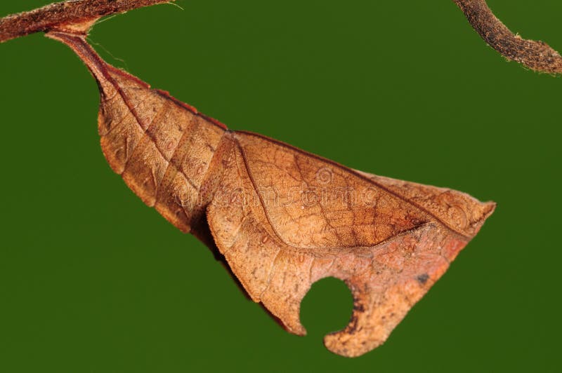 The pupa of butterfly look like a leaf. The pupa of butterfly look like a leaf