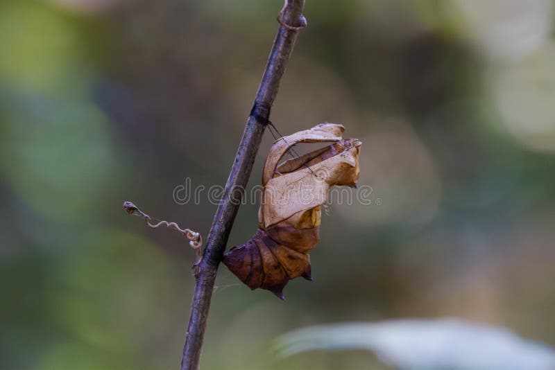 Chrysalides Vides De Papillon Du Sud De Birdwing Photo Stock Image Du Endemique Papillon 135911608