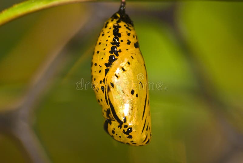 Chrysalis of butterfly (Idea leuconoe)