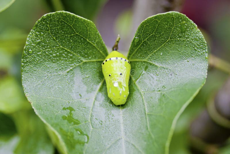 Chrysalis of butterfly stock image. Image of nymph, instar 21391719