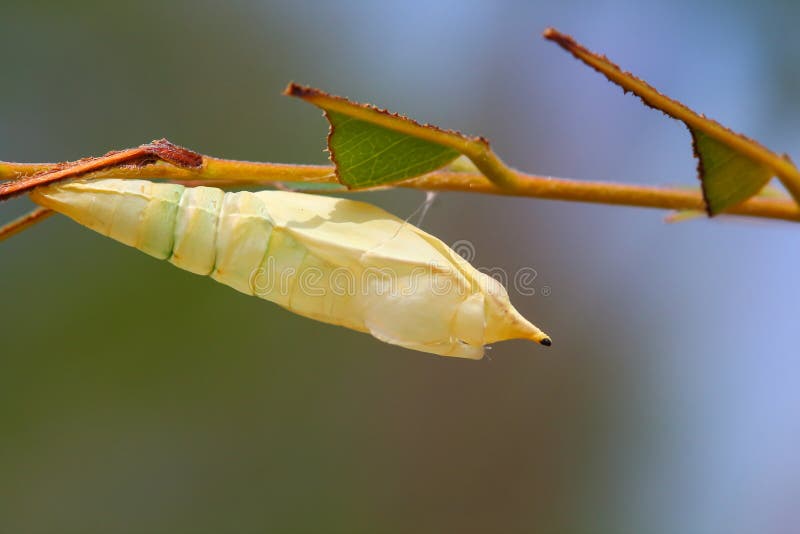 Chrysalis Butterfly stock image. Image of jungle, morph 139516175