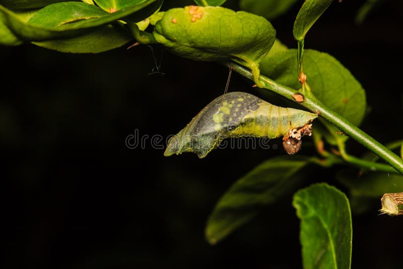 Chrysalis of butterfly stock photo. Image of creation 81365754