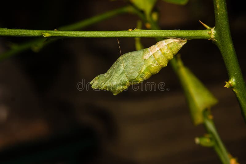 Chrysalis of butterfly stock photo. Image of emerging 81367538